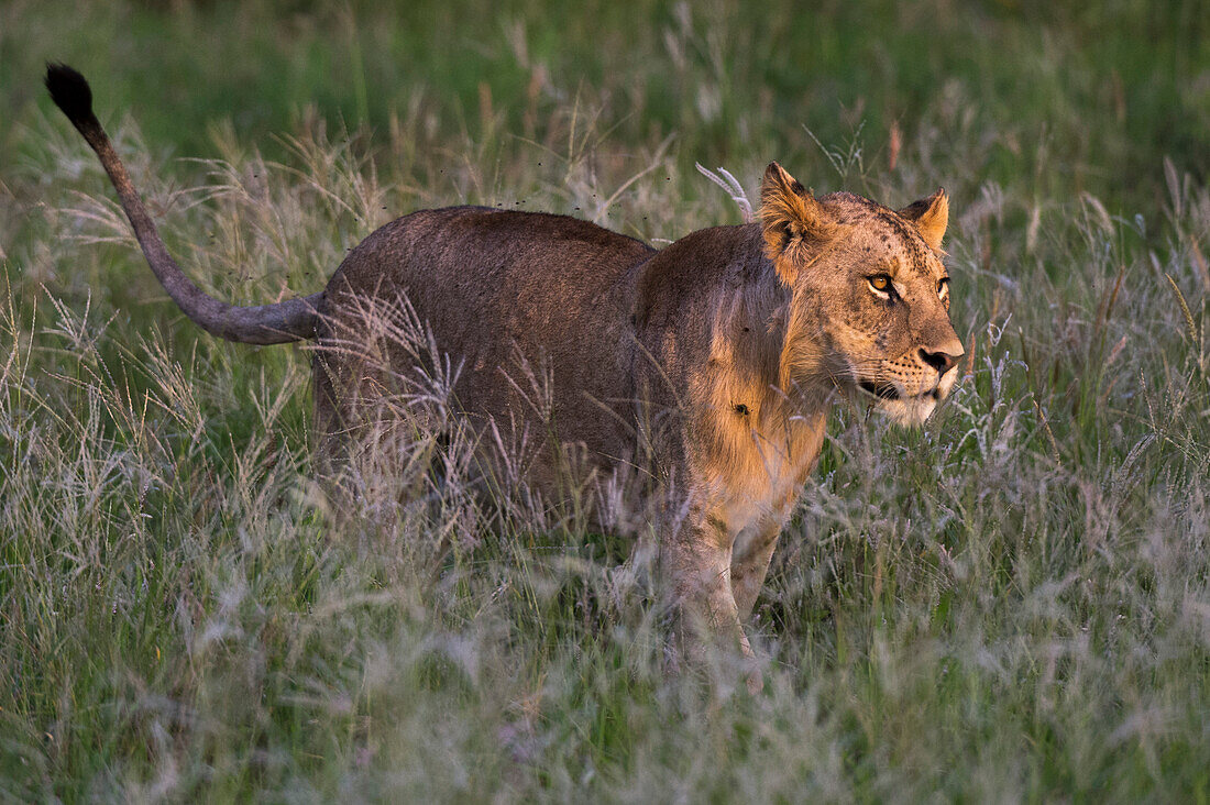 Das Licht des Sonnenuntergangs glänzt auf dem Gesicht eines subadulten Löwen, Panthera leo. Voi, Tsavo, Kenia