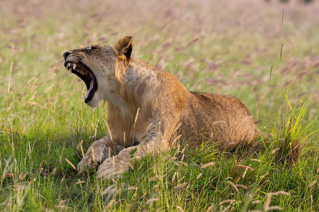Ein junger Löwe, Panthera leo, gähnt. Voi, Tsavo, Kenia