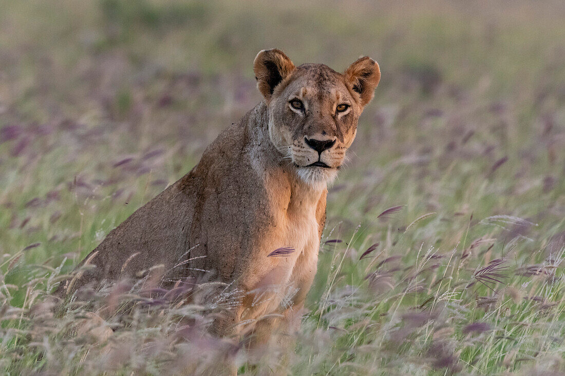 Eine Löwin, Panthera leo, schaut in einem Feld mit lila Gras in die Kamera. Voi, Tsavo, Kenia