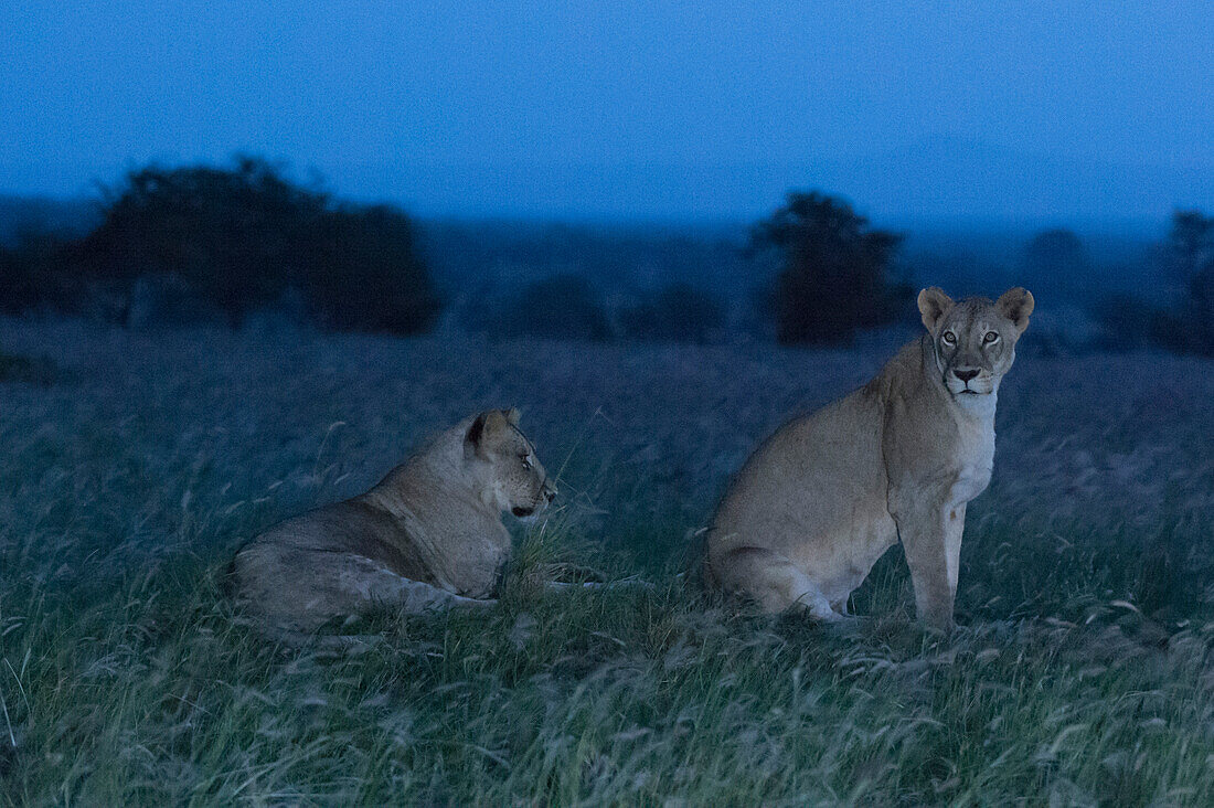 Lionesses, Panthera leo, at night. Voi, Tsavo, Kenya