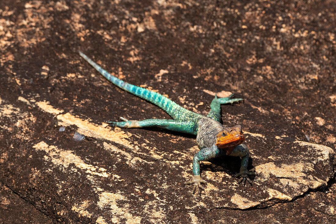 Ein gewöhnlicher Agama, Agama agama, nimmt ein Sonnenbad auf einem Felsen. Voi, Tsavo, Kenia