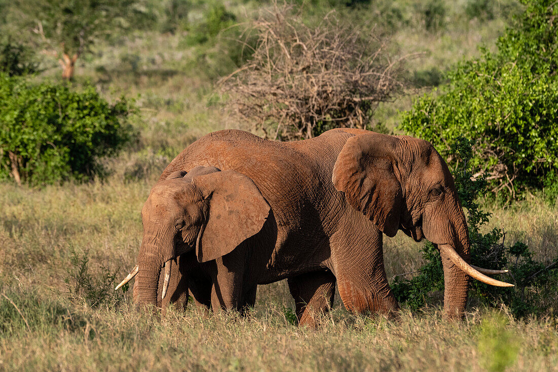 A female African elephant, Loxodonta africana, with its calf. Voi, Tsavo, Kenya