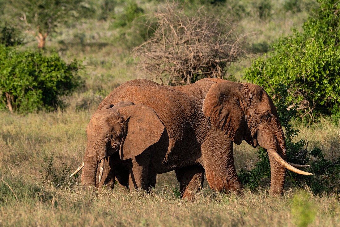 Ein weiblicher Afrikanischer Elefant, Loxodonta africana, mit seinem Kalb. Voi, Tsavo, Kenia