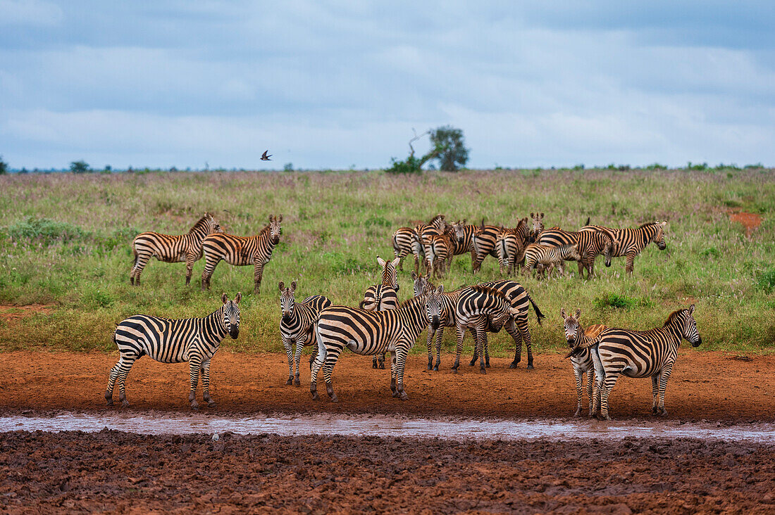Plains zebras, Equus quagga, at a waterpool. Voi, Tsavo, Kenya