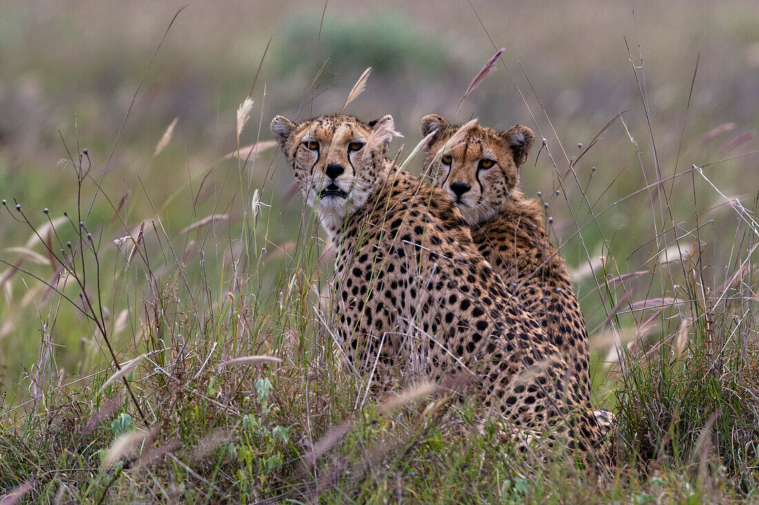 Zwei Geparden, Acynonix jubatus, sitzen und schauen in die Kamera. Voi, Tsavo, Kenia