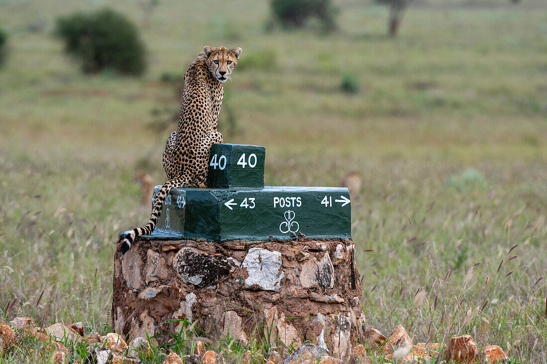 Ein Gepard, Acynonix jubatus, sitzt auf einem Pfosten und beobachtet die Savanne. Voi, Tsavo, Kenia