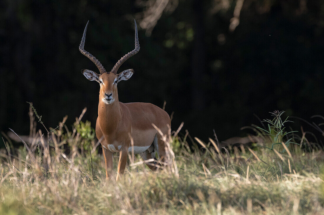 Ein Impala, Aepyceros melampus, schaut in die Kamera. Voi, Tsavo, Kenia