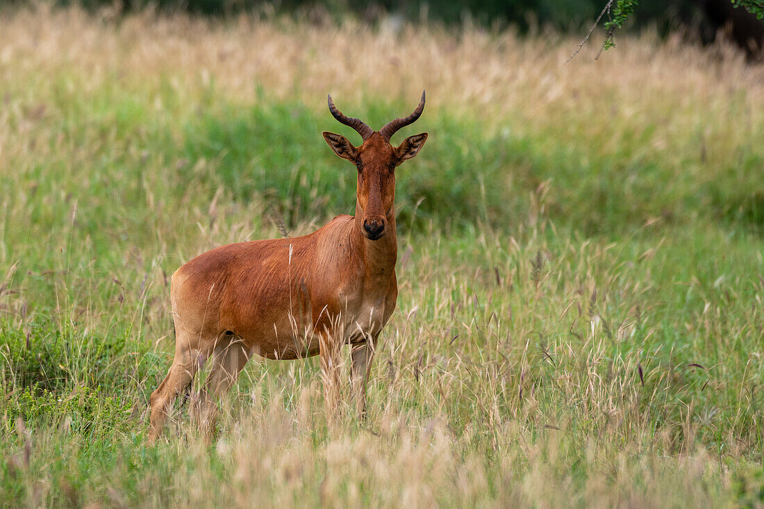 Koks-Kuhantilope (Alcelaphus buselaphus cokii), Tsavo, Kenia.