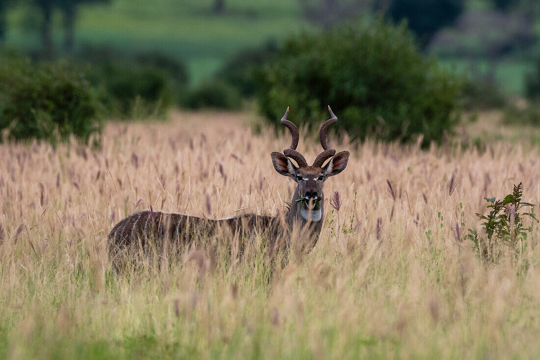 Kleiner Kudu (Tragelaphus imberbis), Tsavo, Kenia.
