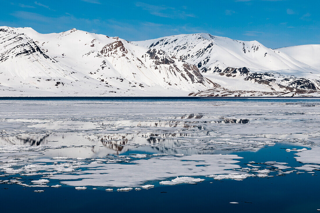 Eisschwimmer auf arktischem Wasser vor dem Monaco-Gletscher. Monaco-Gletscher, Insel Spitzbergen, Svalbard, Norwegen.