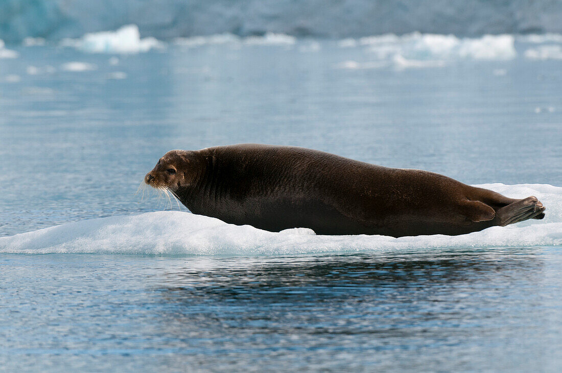 A bearded seal, Erignathus barbatus, lies on ice floe in Krossfjorden. Krossfjorden, Spitsbergen Island, Svalbard, Norway.