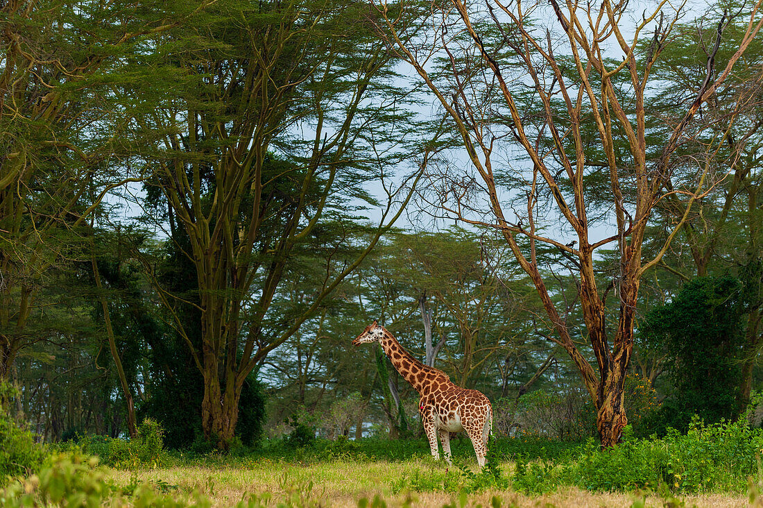 Eine Giraffe, Giraffa camelopardalis, mit einem Abnäher in der linken Schulter. Nakuru-See-Nationalpark, Kenia, Afrika.