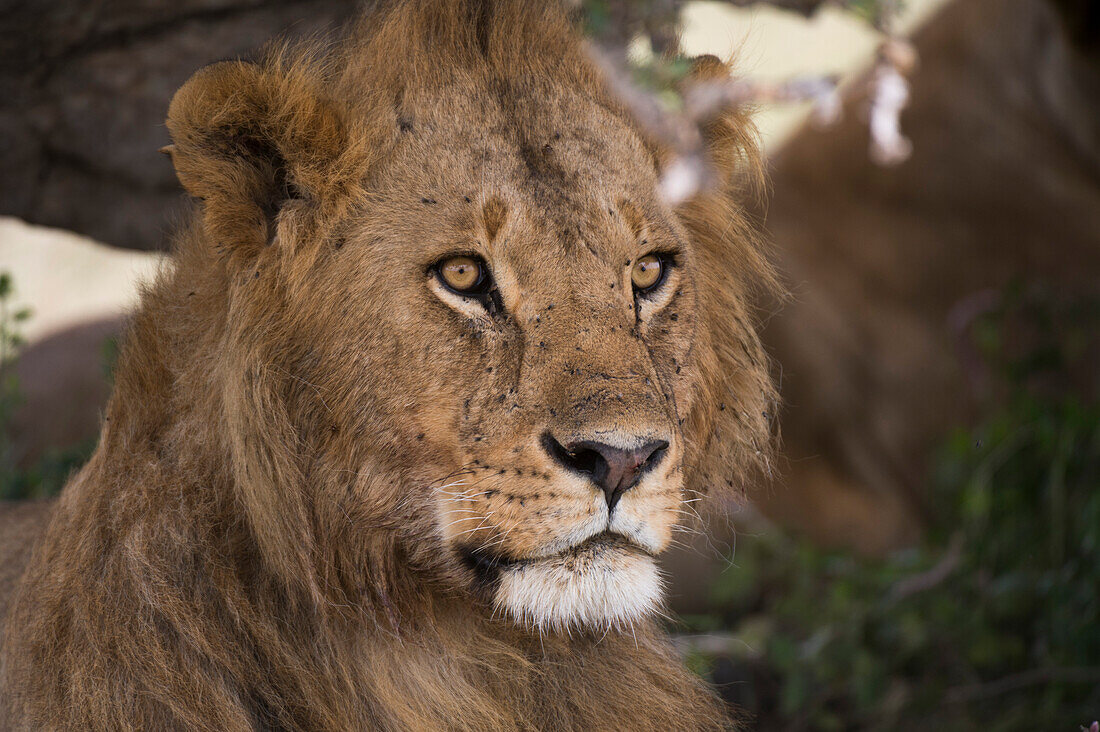 Nahaufnahme eines männlichen Löwen, Panthera leo.