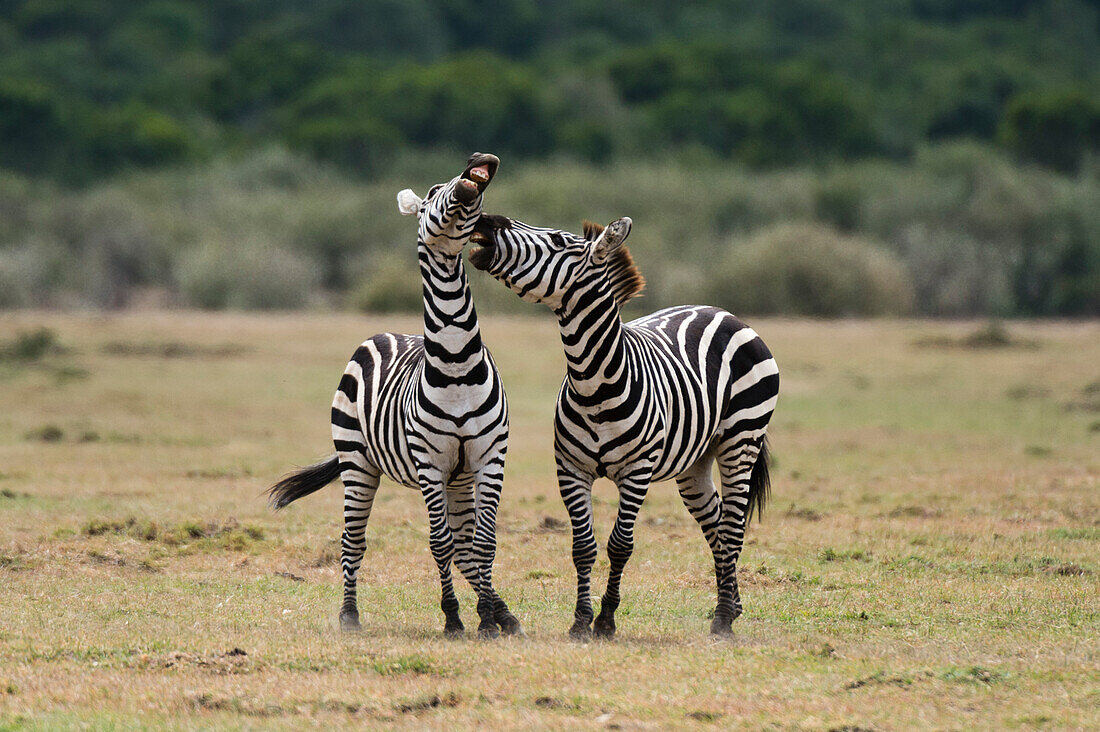 Steppenzebras, Equus quagga, im Kampf.