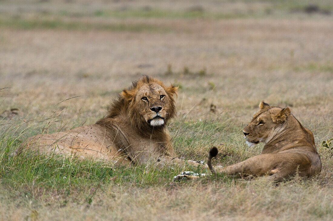 A mating pair of Lions, Panthera leo, resting on grass. Masai Mara National Reserve, Kenya, Africa.