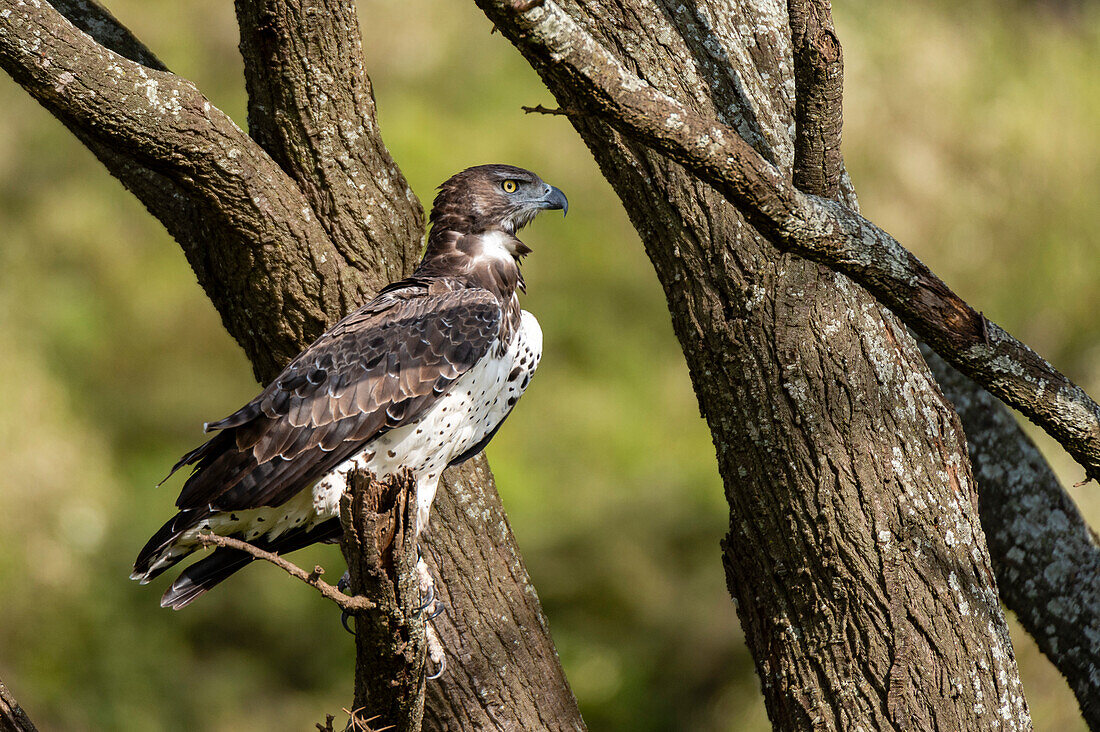 A Martial eagle, Polemaetus bellicosus, perched on a tree branch. Masai Mara National Reserve, Kenya, Africa.