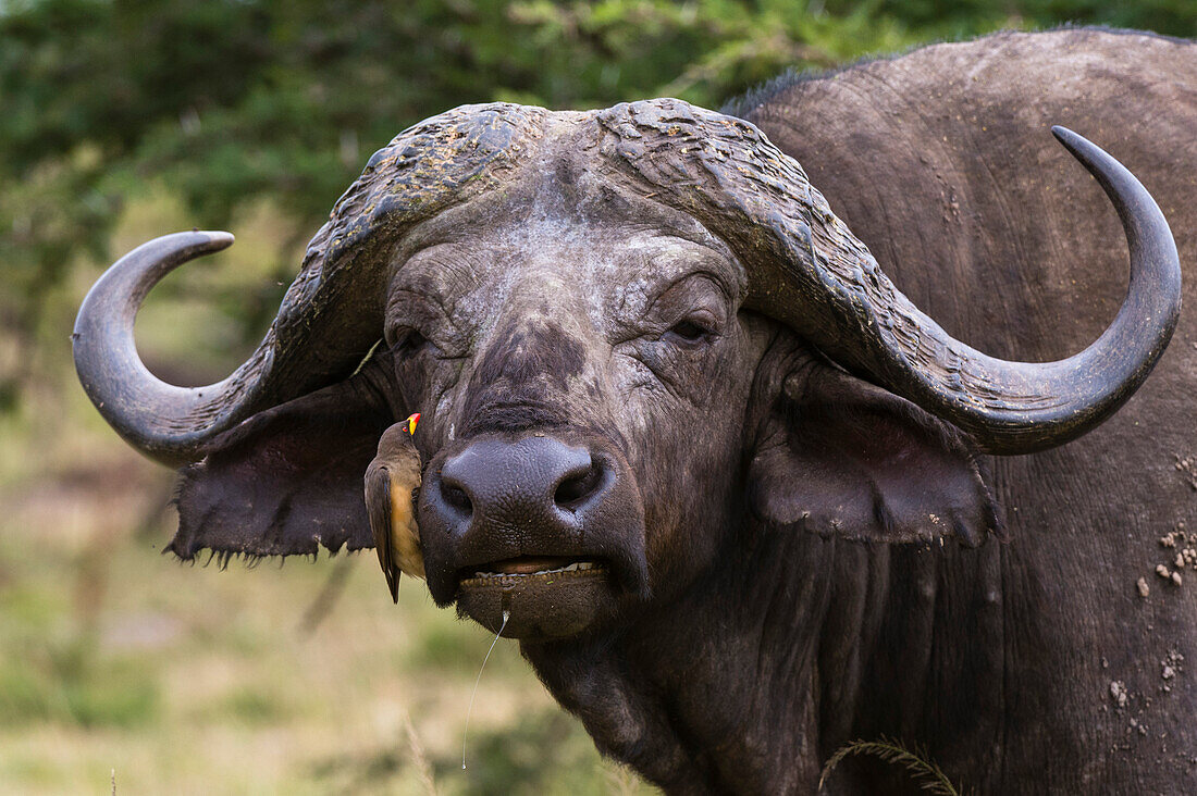 Ein Rotschnabel-Madenhacker, Buphagus erythrorhynchus, auf einem Kapbüffel, Syncerus caffer. Masai Mara Nationalreservat, Kenia, Afrika.