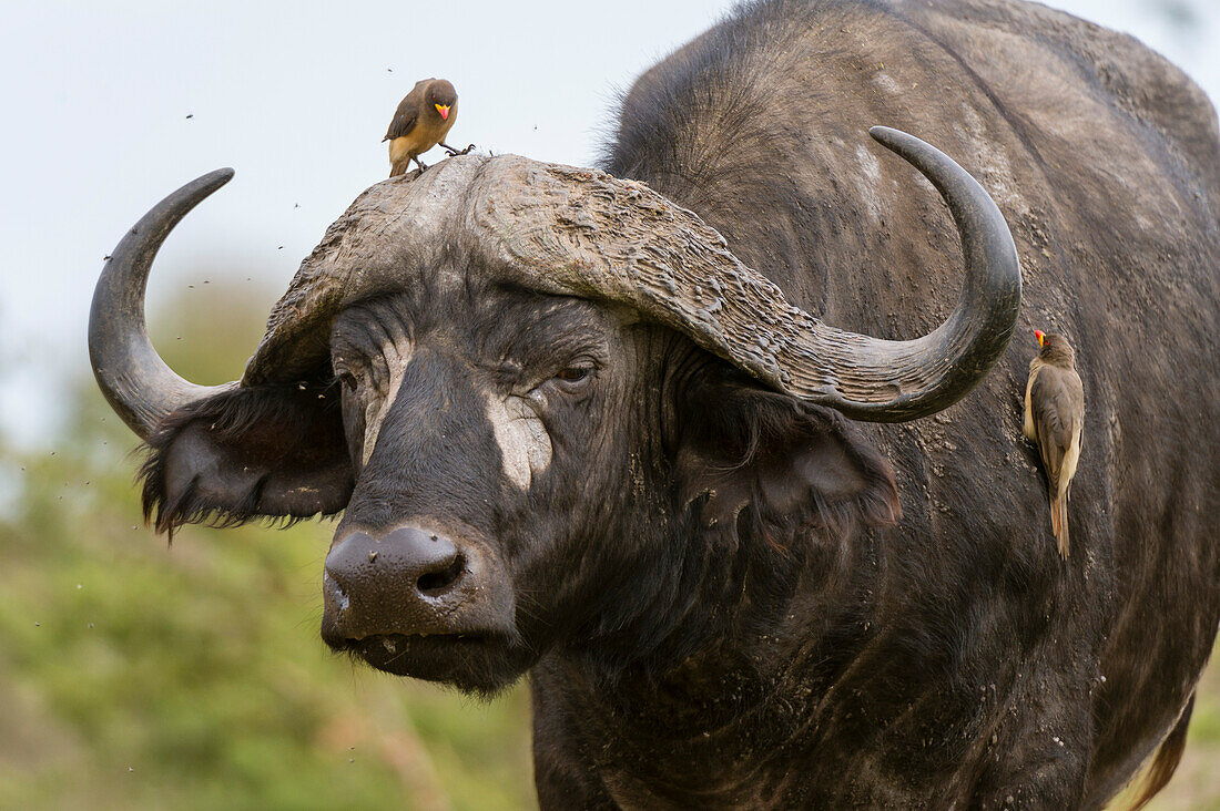 Zwei Rotschnabelspechte, Buphagus erythrorhynchus, auf einem Kapbüffel, Syncerus caffer. Masai Mara National Reserve, Kenia, Afrika.