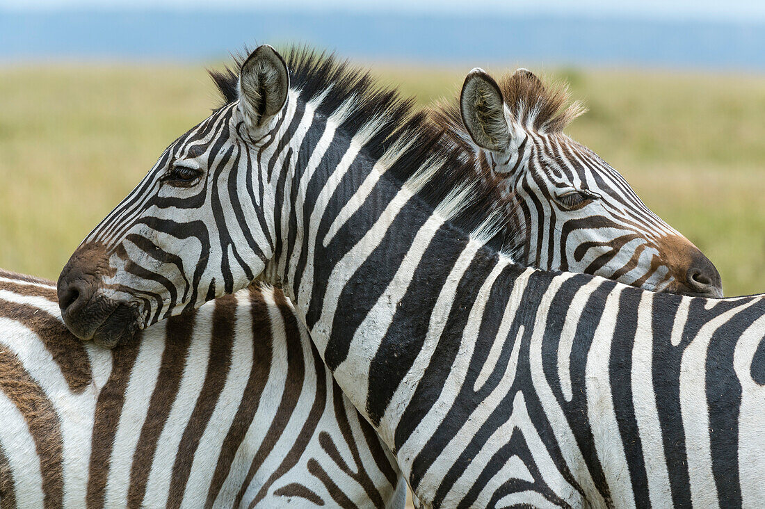 Ein Paar Steppenzebras, Equus quagga, im Masai Mara National Reserve. Masai Mara-Nationalreservat, Kenia, Afrika.
