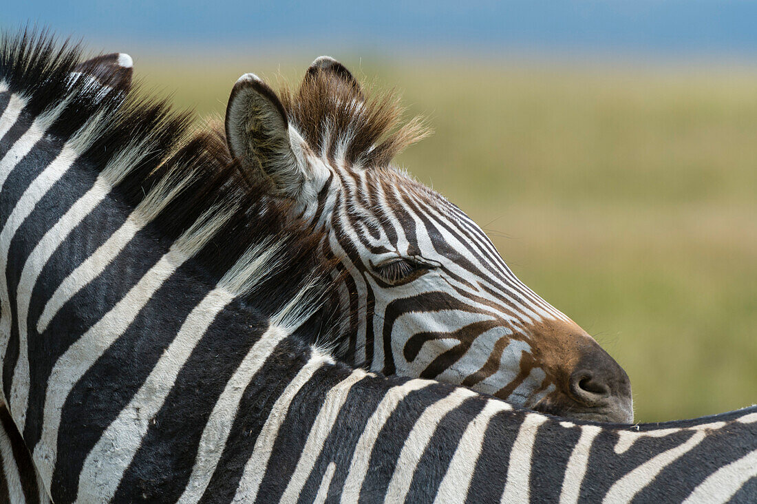 A plains zebra foal, Equus quagga, hiding behind the mother.