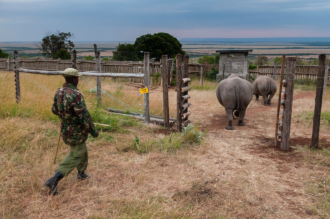 Ein Breitmaulnashorn, Ceratotherium simum, im Masai Mara Rhino Sanctuary, in Begleitung eines Anti-Wilderer-Wächters. Masai Mara-Nationalreservat, Kenia, Afrika.