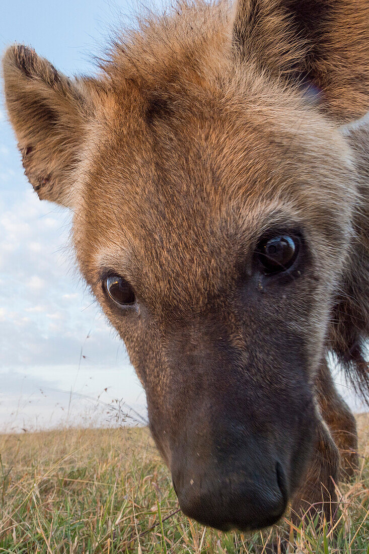 A remote camera captures a spotted hyena, Crocuta crocuta. Masai Mara National Reserve, Kenya, Africa.