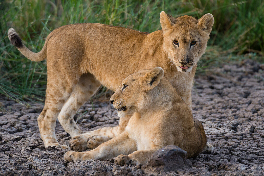 Zwei Löwenjunge, Panthera leo, ruhen sich auf trockenem Schlamm aus. Masai Mara National Reserve, Kenia, Afrika.