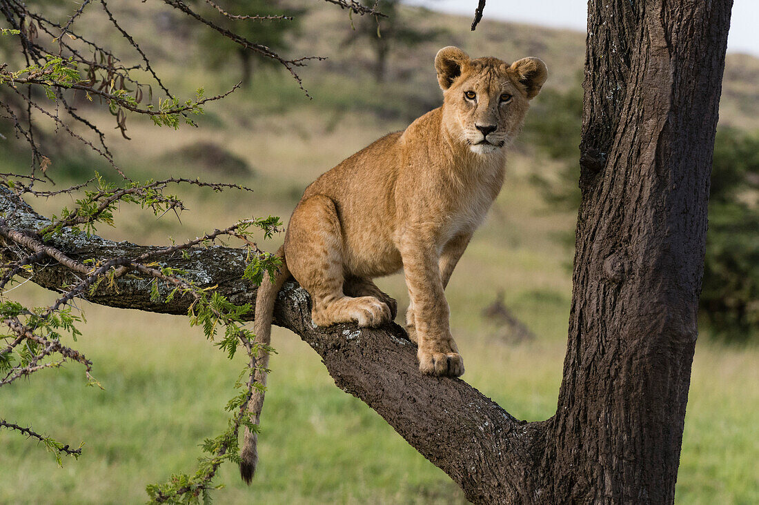 Ein Löwenjunges, Panthera leo, sitzt auf dem Ast eines Baumes. Masai Mara Nationalreservat, Kenia, Afrika.