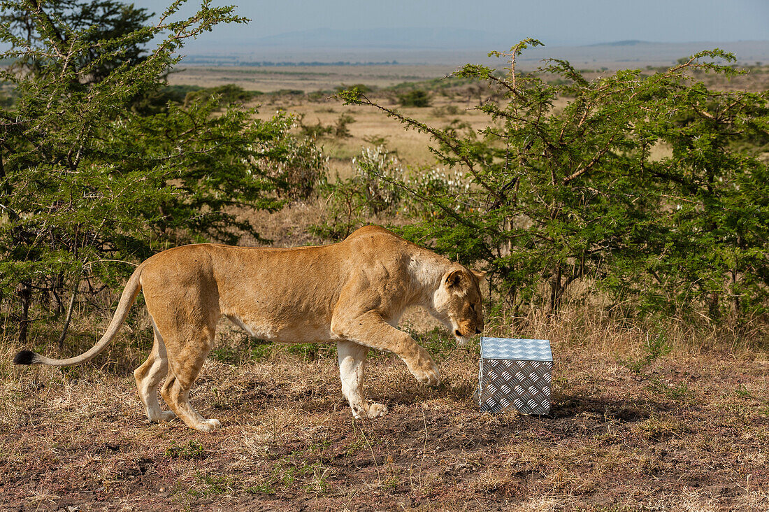 Eine Löwin, Panthera leo, inspiziert eine ferngesteuerte Kamerafalle, die durch ein bissfestes Gehäuse geschützt ist.