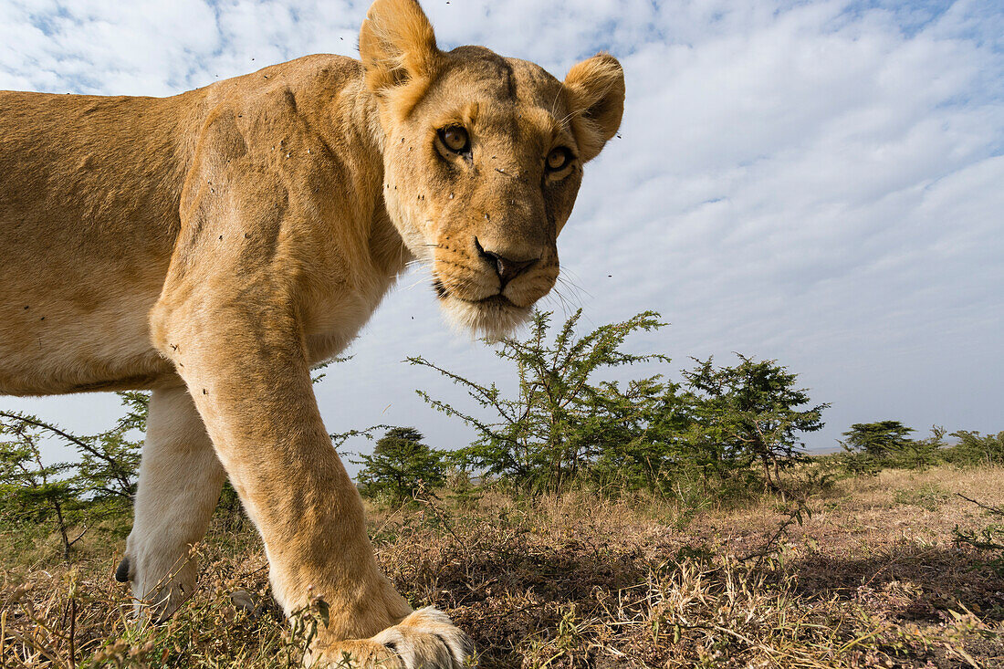 Porträt einer Löwin, Panthera leo, im Masai Mara-Nationalreservat. Masai Mara-Nationalreservat, Kenia, Afrika.
