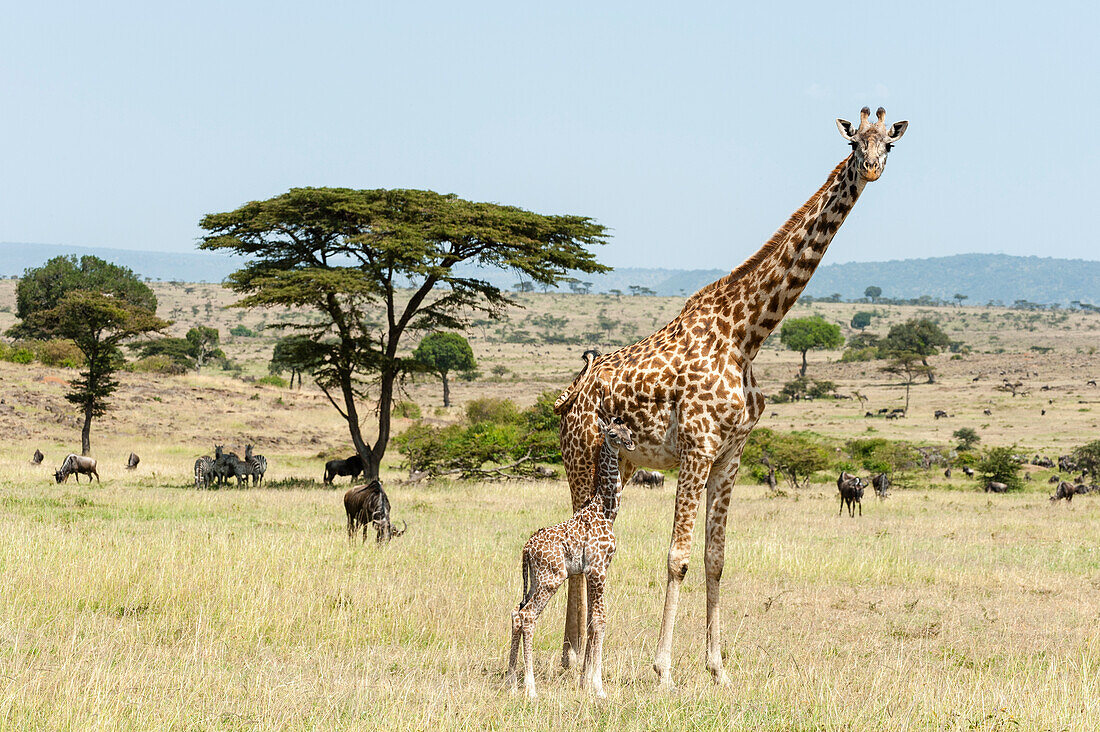 Eine Masai-Giraffenmutter, Giraffa camelopardalis tippelskirchi, mit ihrem neugeborenen Kalb, das noch die Nabelschnur trägt. Masai Mara National Reserve, Kenia, Afrika.
