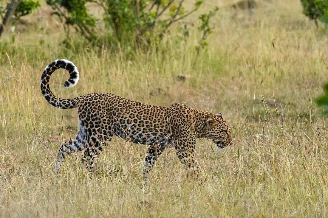 Ein Leopard, Panthera pardus, läuft im trockenen Gras. Masai Mara Nationalreservat, Kenia, Afrika.