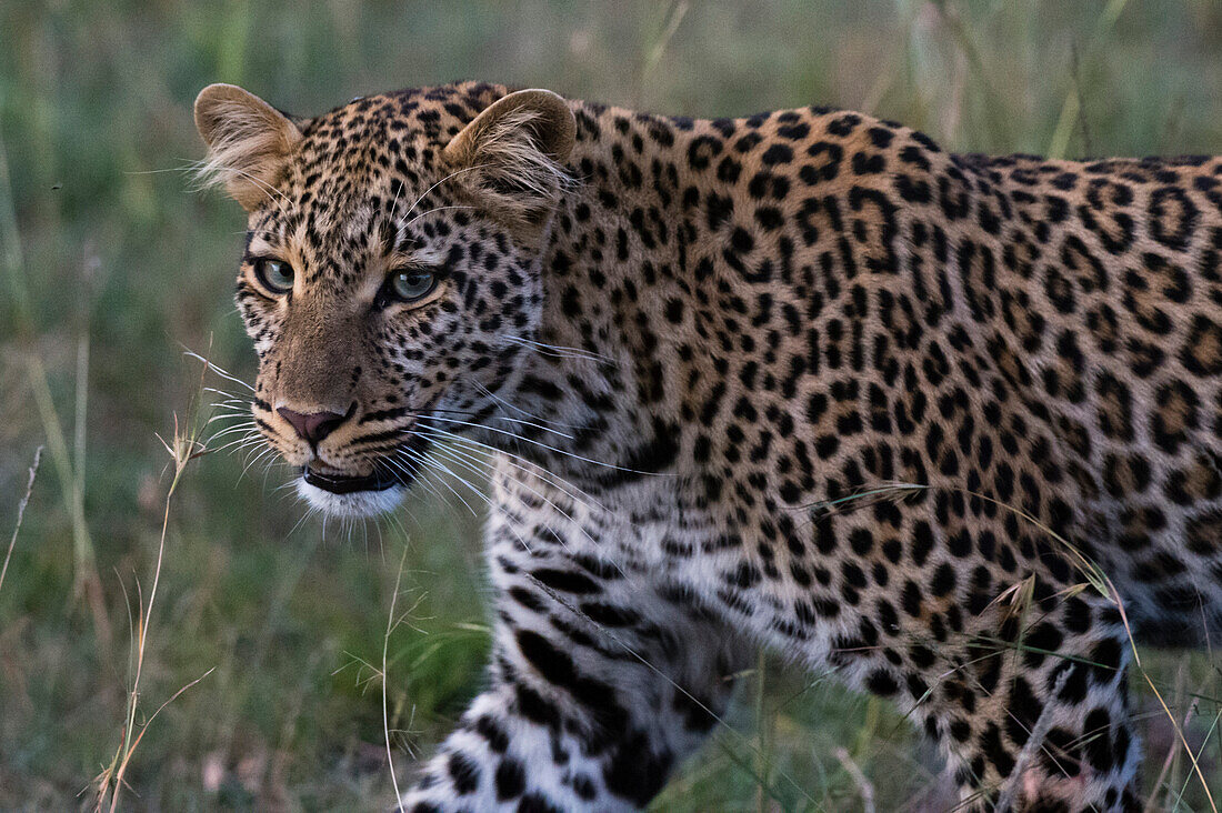 Porträt eines Leoparden, Panthera pardus, mit grünen Augen in der Abenddämmerung. Masai Mara-Nationalreservat, Kenia, Afrika.