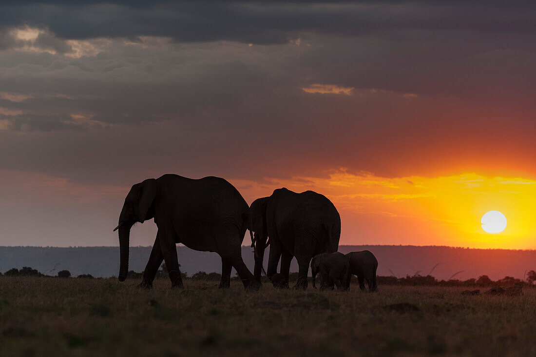 Afrikanische Elefanten, Loxodonta africana, spazieren bei Sonnenuntergang.