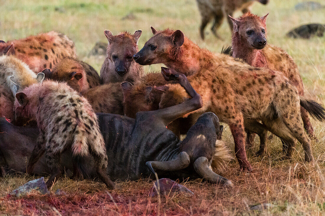 Spotted hyenas, Crocuta crocuta, feeding on a wildebeest, Connochaetes taurinus, while still alive.