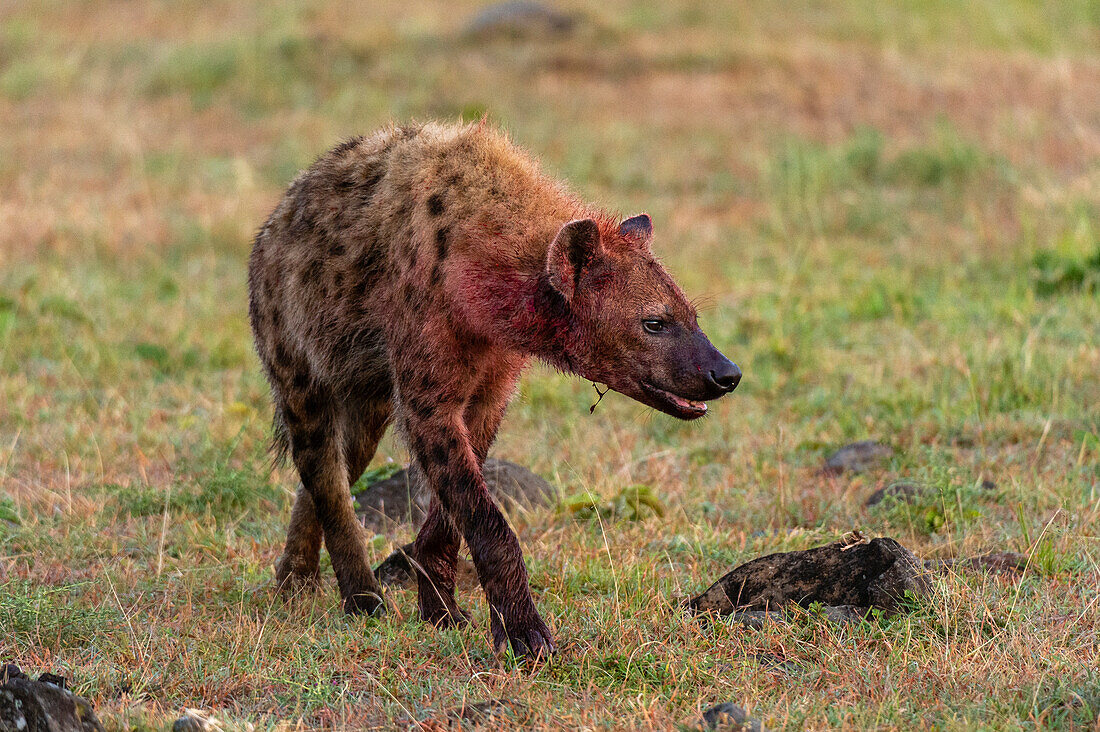 Spotted hyenas, Crocuta crocuta, feeding on a wildebeest, Connochaetes taurinus.