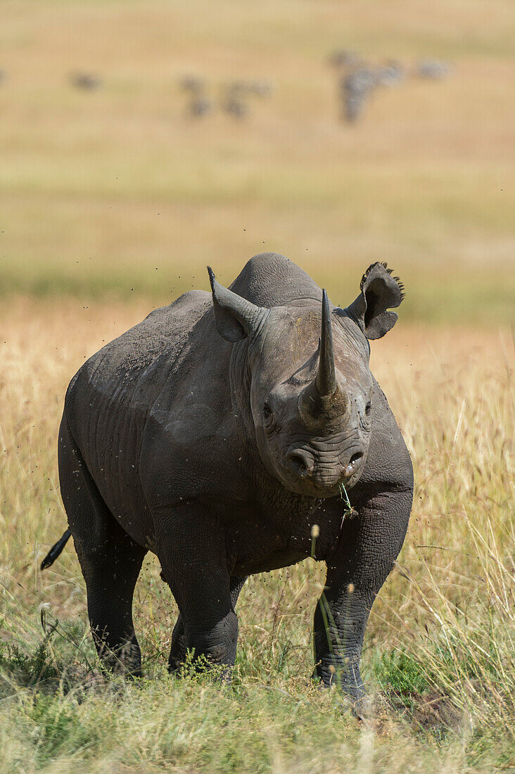 A black rhinoceros, Diceros bicornis, in tall grass facing the camera.