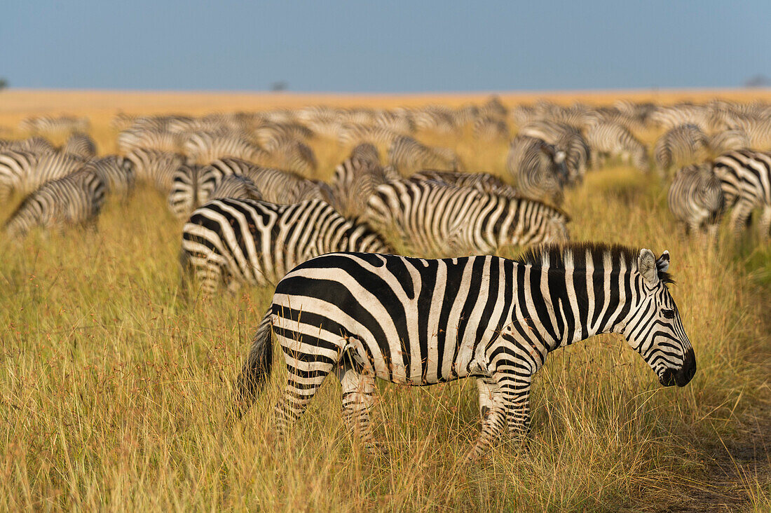 Eine Herde Steppenzebras, Equus quagga, grast im Gras im Masai Mara National Reserve. Masai Mara-Nationalreservat, Kenia, Afrika.