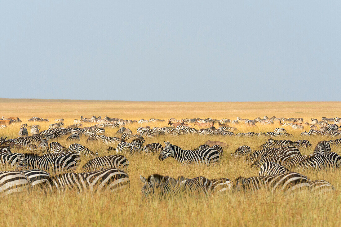 Hunderte von Steppenzebras, Equus quagga, in der Savanne.
