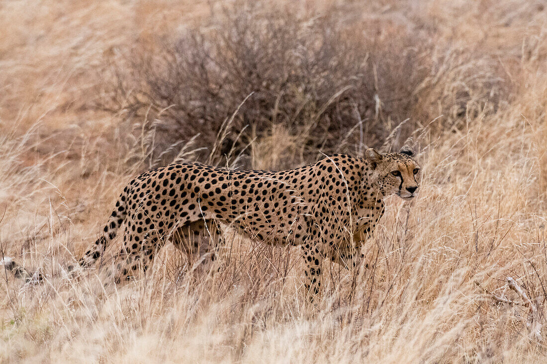 A cheetah, Acinonyx jubatus, walking in the tall grass, Samburu National Reserve, Kenya. Kenya.