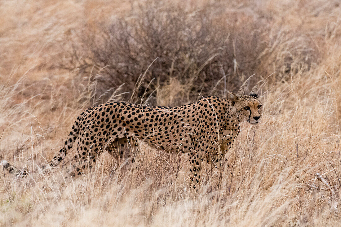 Ein Gepard, Acinonyx jubatus, läuft im hohen Gras, Samburu National Reserve, Kenia. Kenia.