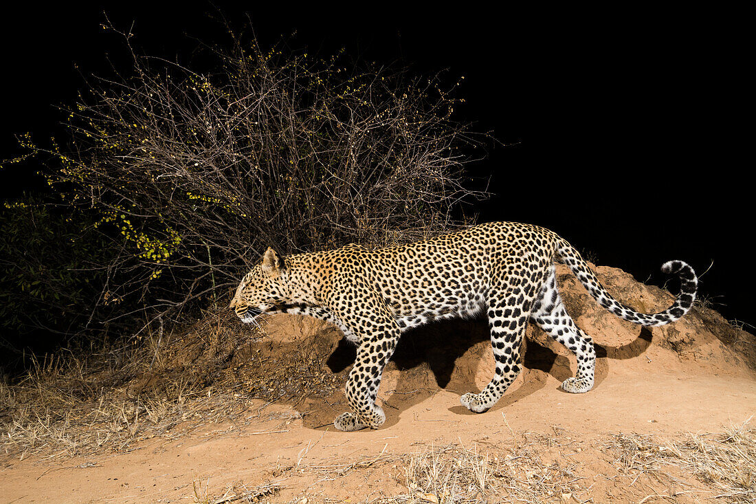 A remote camera trap captures a leopard, Panthera pardus, Kalama Conservancy, Samburu, Kenya. Kenya.