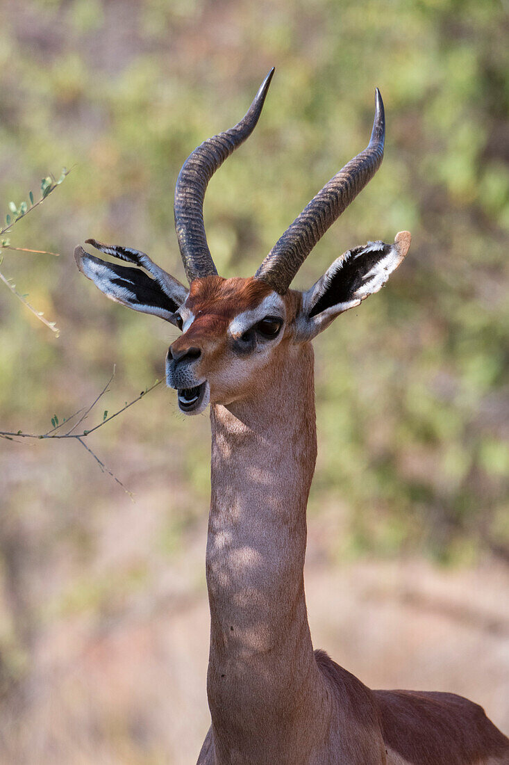 A gerenuk, Litocranius walleri, Samburu National Reserve, Kenya. Kenya.