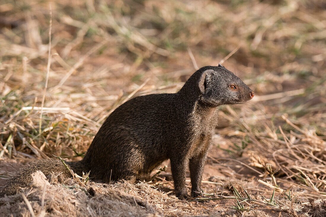 A side view of a dwarf mongoose, Helogale parvula, Samburu, Kenya. Kenya.