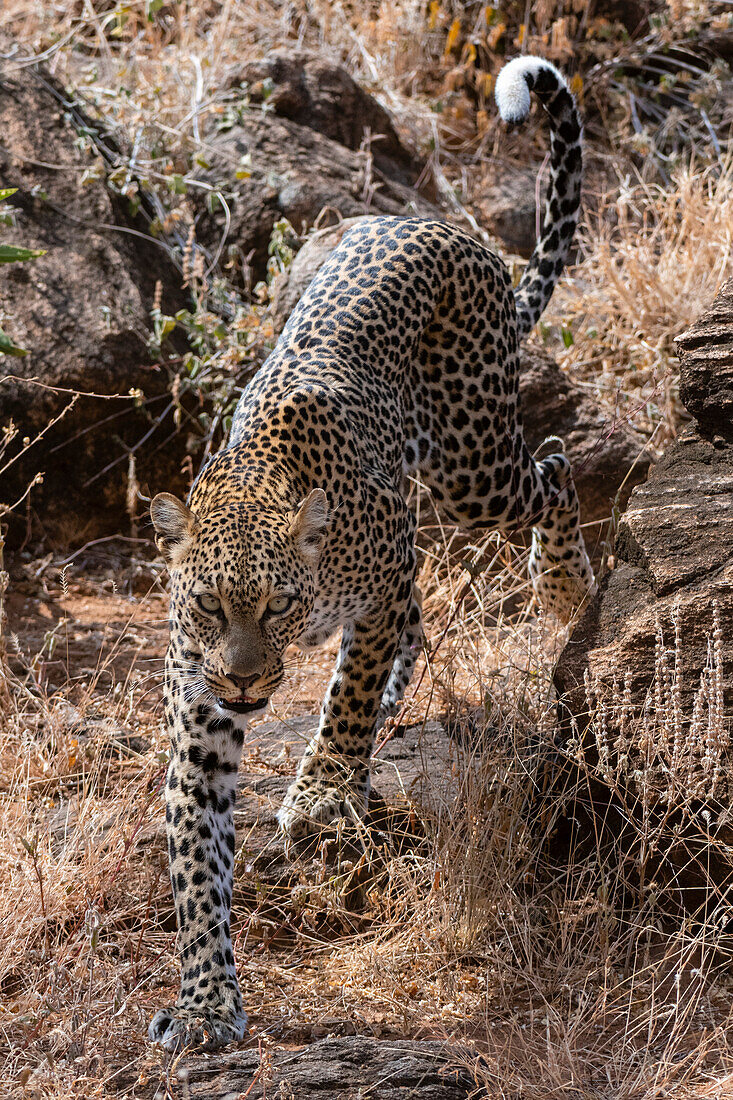 A leopard, Panthera pardus, walking in Samburu National Reserve, Kenya. Kenya.