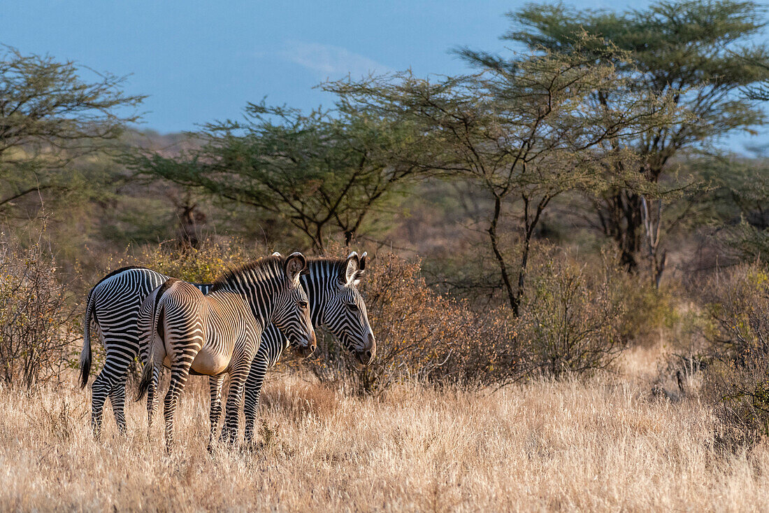 A Grevy's zebra, Equus grevyi, and its foal, Kalama Conservancy, Samburu, Kenya. Kenya.