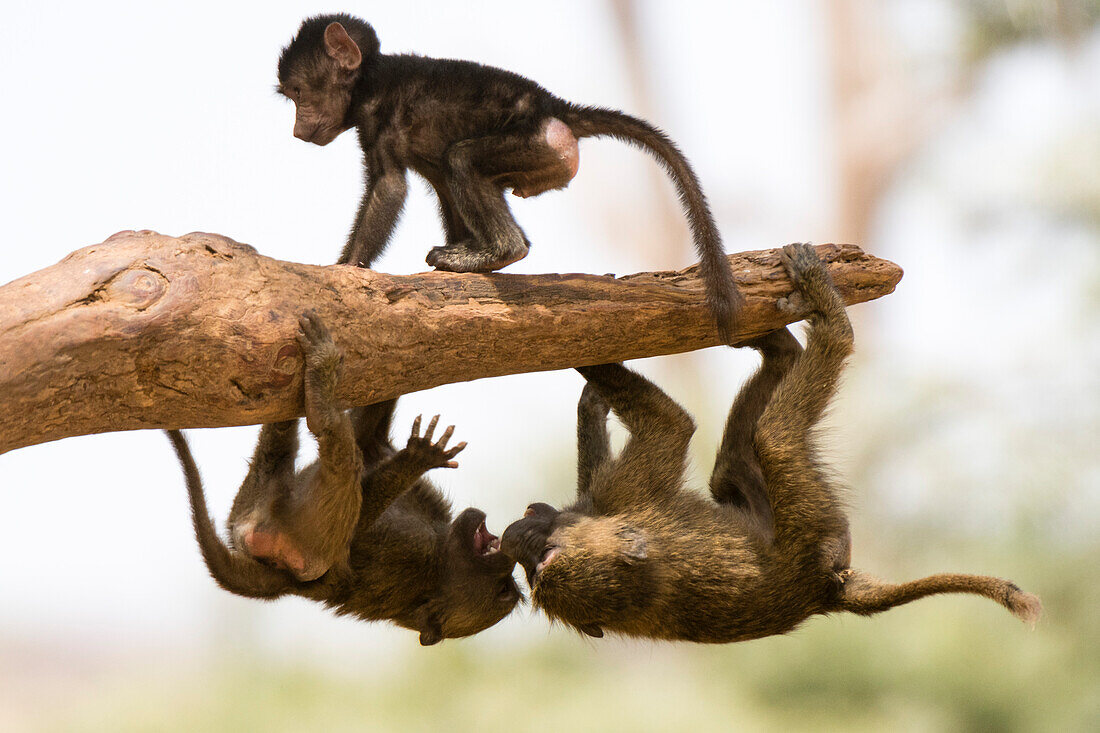 Olive baboons, Papio anubis, playing on a tree branch, Kalama Conservancy, Samburu, Kenya. Kenya.