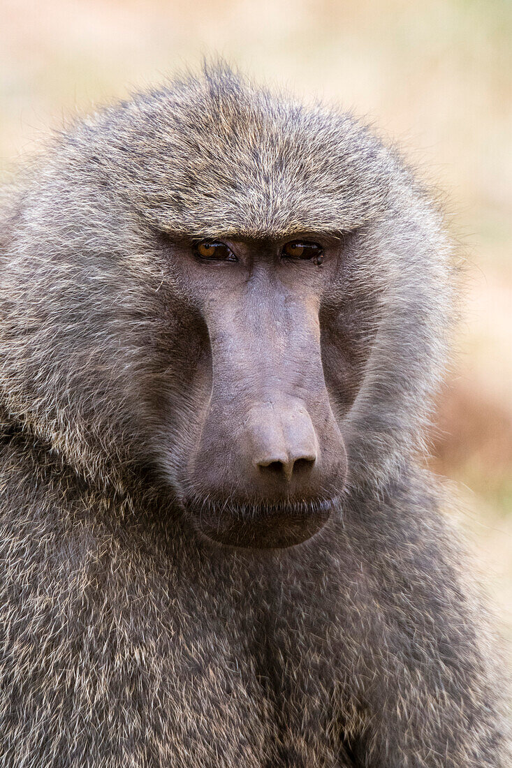 Porträt eines Olivenpavians, Papio anubis, Kalama Conservancy, Samburu, Kenia. Kenia.