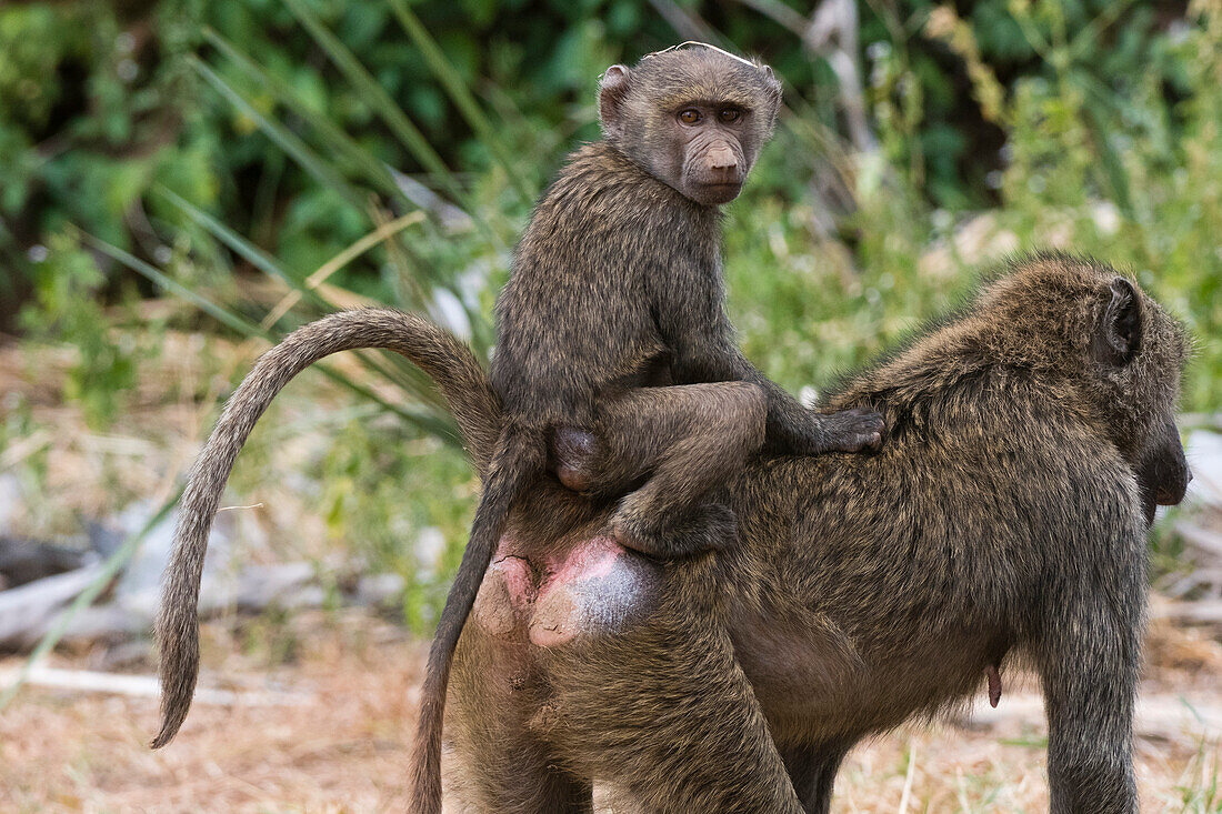 Eine Olivenpavianmutter, Papio anubis, trägt ihr Baby auf dem Rücken. Kenia.