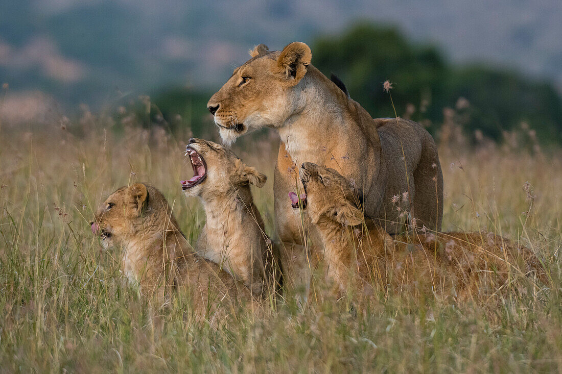 A lioness, Panthera leo, greeted by the her cubs upon her return, Masai Mara, Kenya. Kenya.